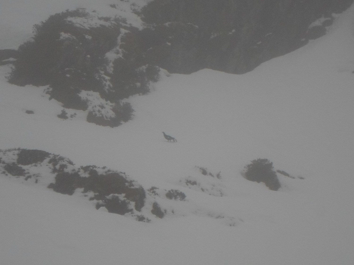Il Gallo Cedrone mia guida nella nebbia verso il Petit Combin.(Non sono esperto i ornitologia e vedo male spero sia il Cedrone).