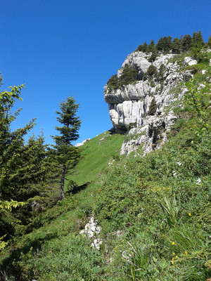suite du sangle