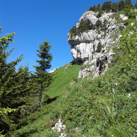 suite du sangle