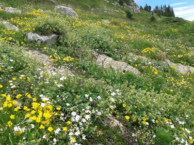 l'alpage de l'Alpe bine fleuri