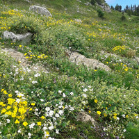 l'alpage de l'Alpe bine fleuri