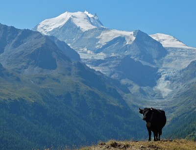 Fière et belle...comme nos montagnes.Avec le Weisshorn.