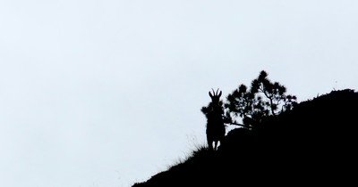 Camouflage