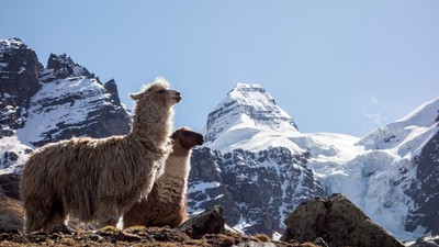 Têtes de Lamas devant la Tête du Condor (Condoriri, Bolivie)