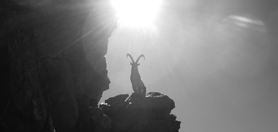 Le gardien des Belledonnes