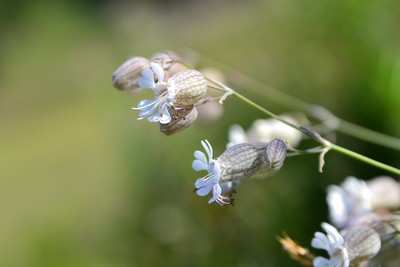 fleur
