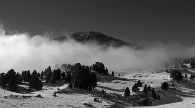 Tourte barreux enveloppé par la brume
