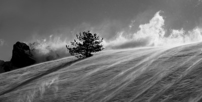 Le vent rafale, la neige virevolte, et le sapin résiste.