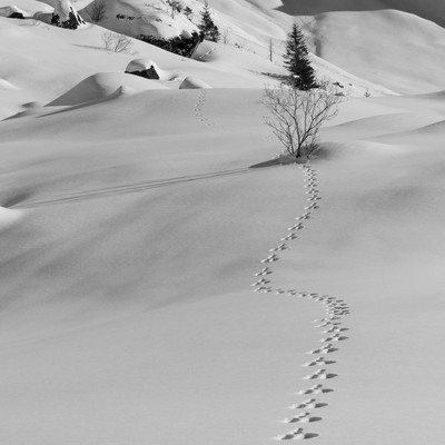 Trace de lièvre