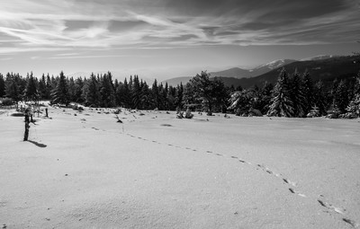 Trace d'un petit mammifère ( massif du Hohneck- Vosges)