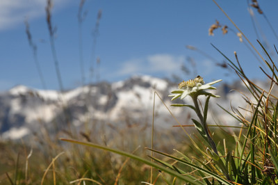 Edelweiss (Grandes Rousses)