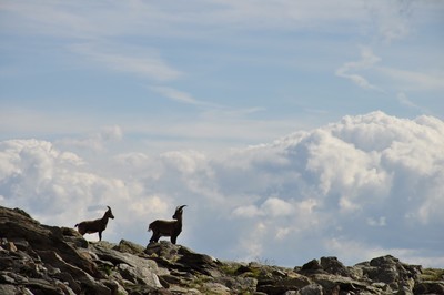 Chamois (Belledonne)