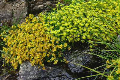 Saxifrage