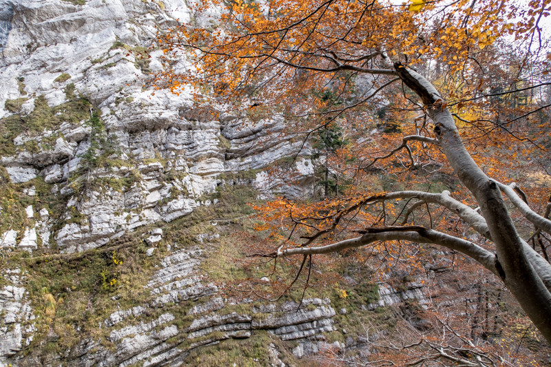 Le sentier en balcon descendant vers la roize, vu depuis la rive droite