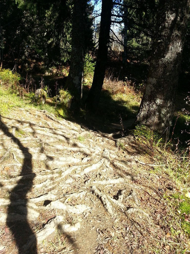 Réseau de racines sur la montée