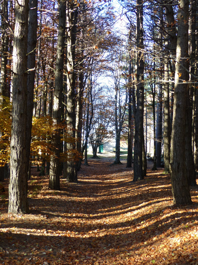 Caroux : La forêt qu'on traverse pour rejoindre Font Salesse