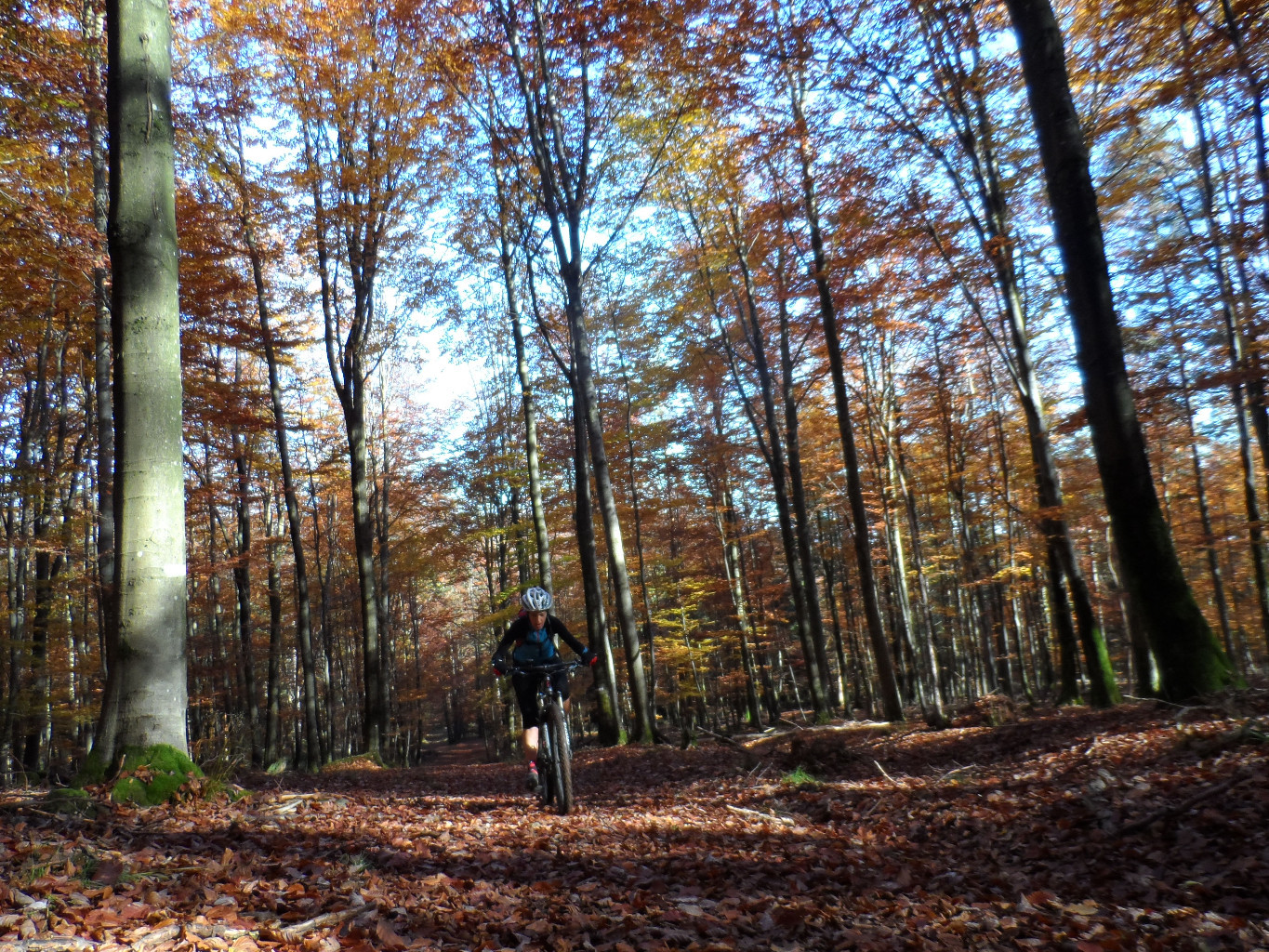 Belle forêt avec encore des senteurs