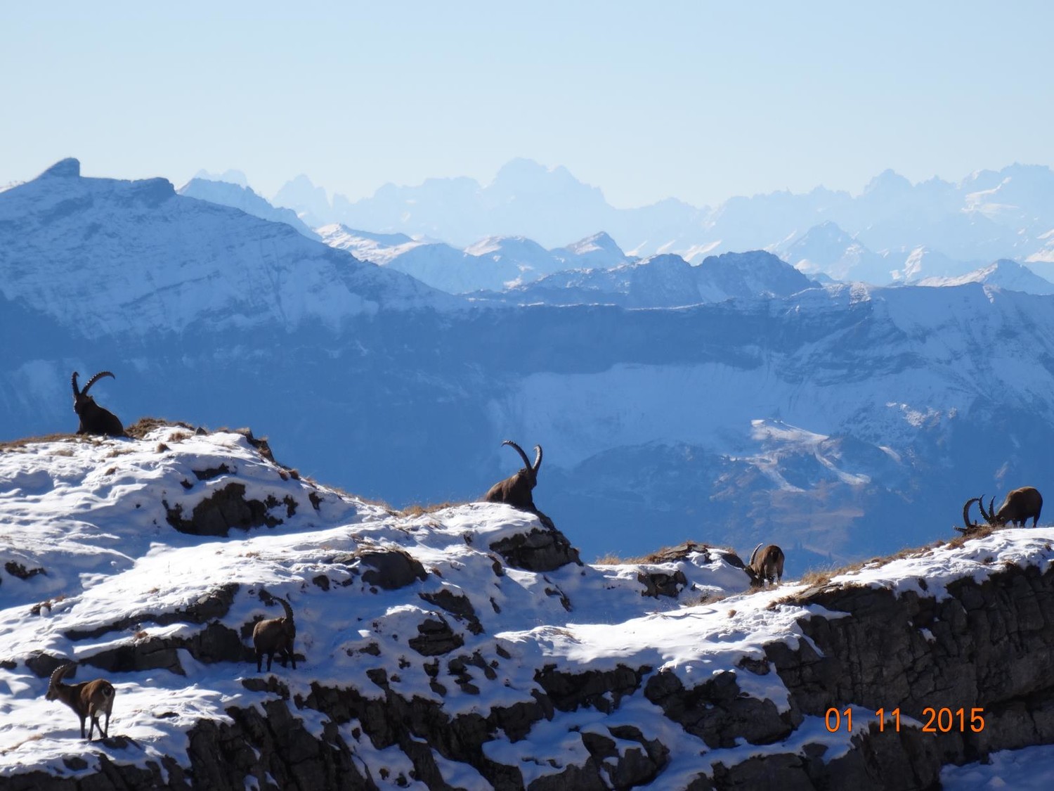 Eux sont tranquilles dans ce massif