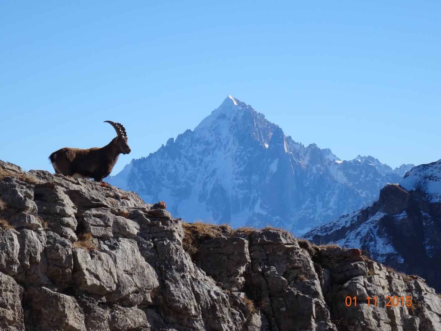 Sur fond d'Aiguille verte