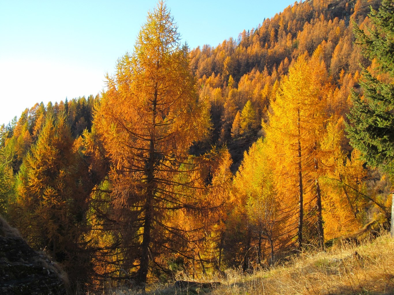 colori autunnali