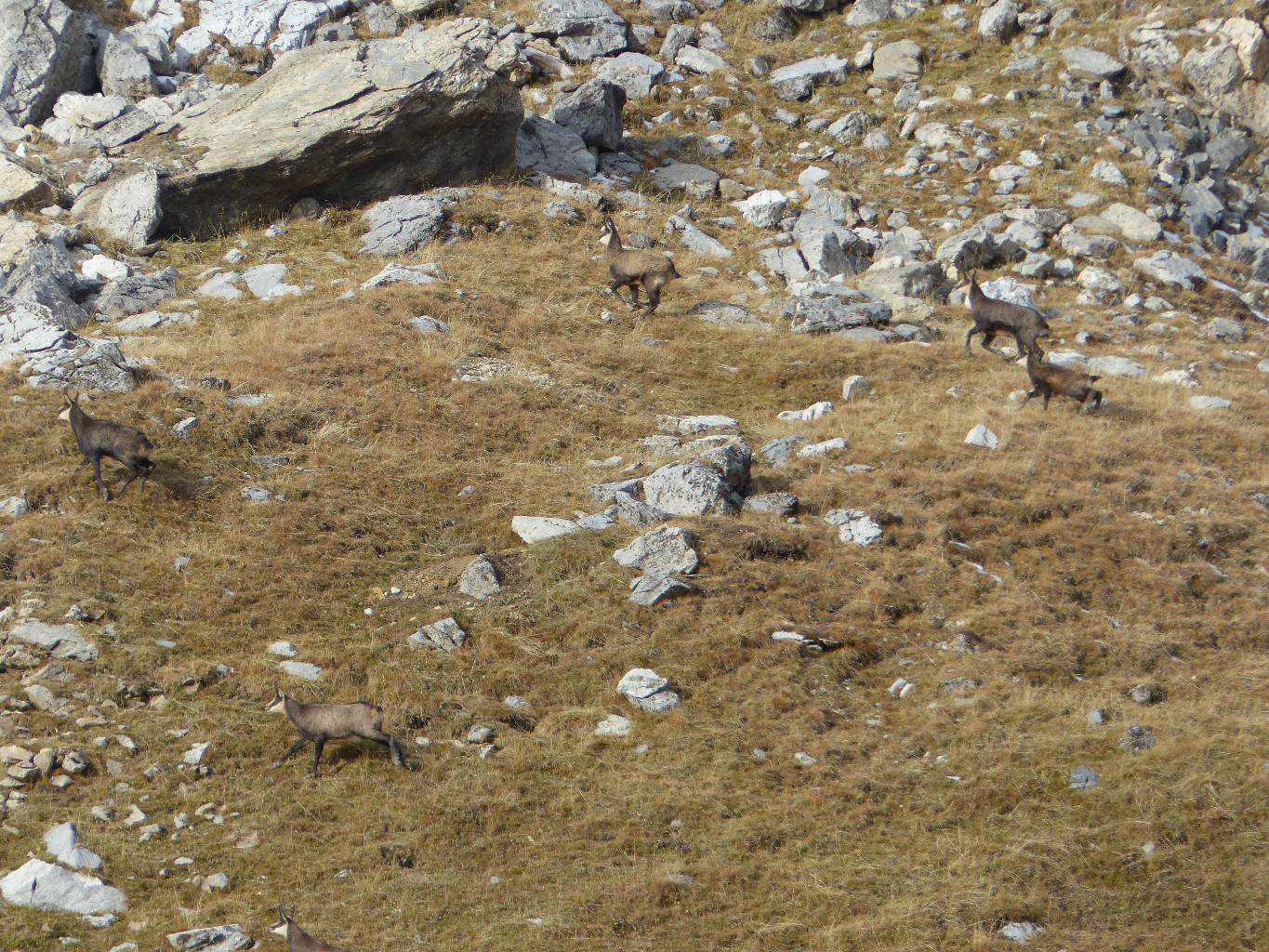 chamois