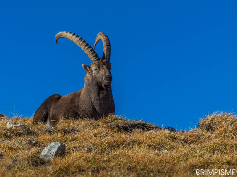 Bouc au col d'Emaney.