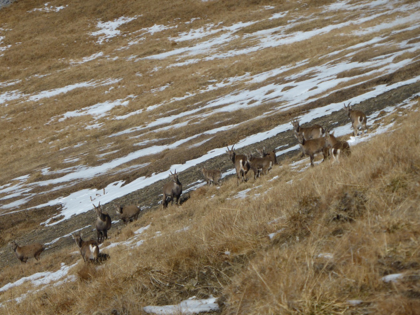 Faune locale.