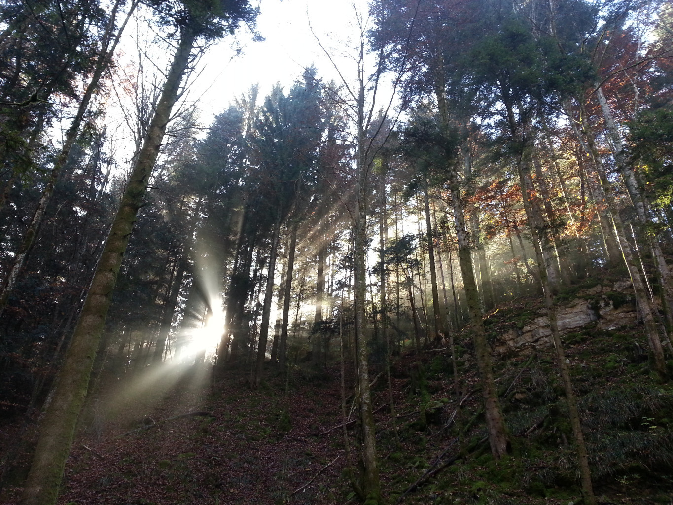 Premiers rayons