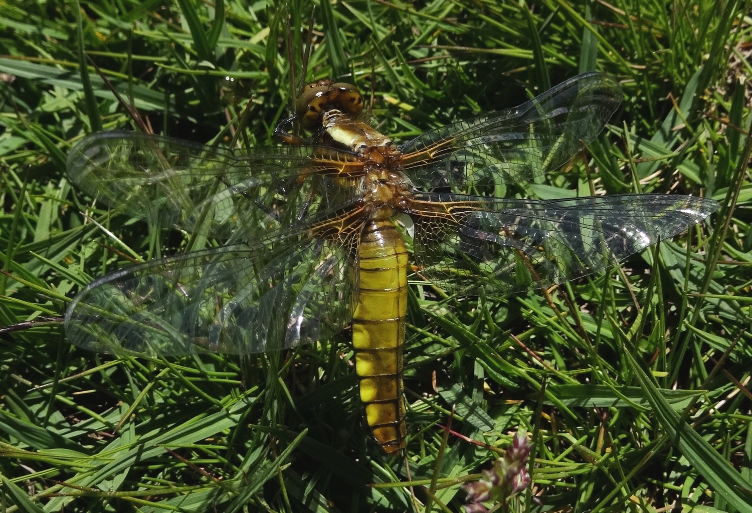 Libellule