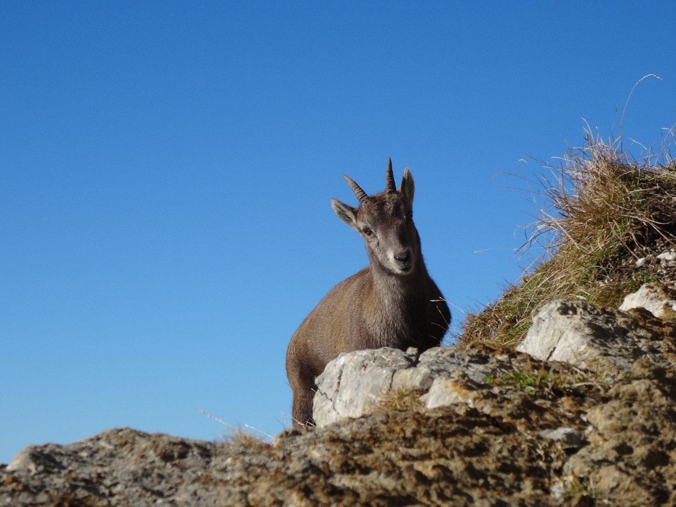 coté lac faune domestiquée