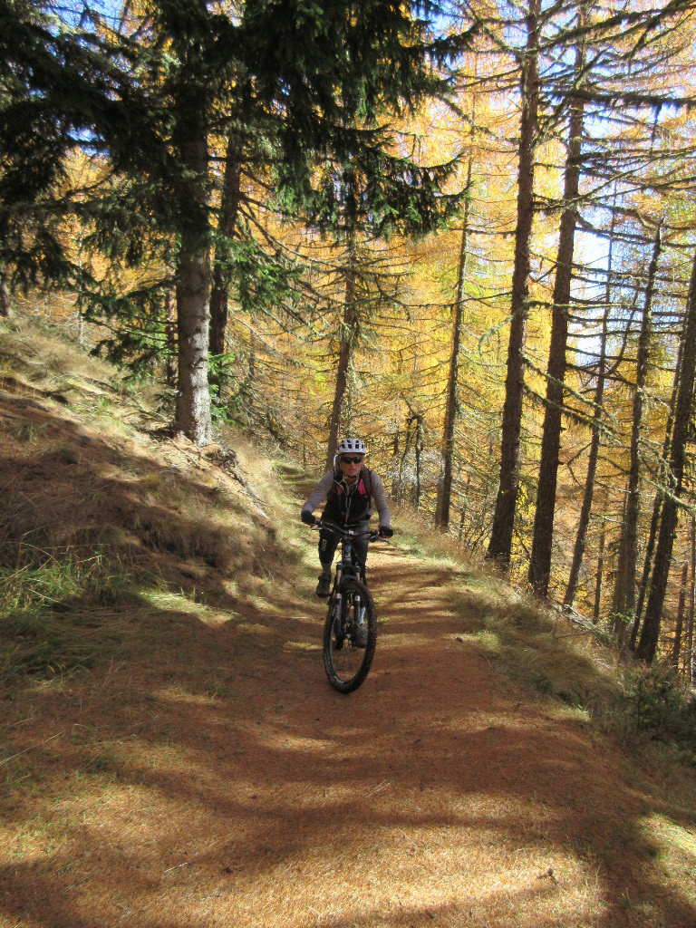joli single en forêt de mélèzes