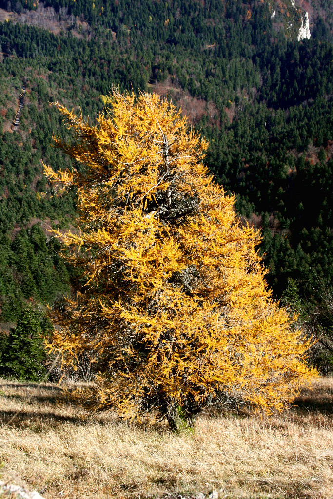 Couleurs éclatantes de l'automne. Si seulement on les trouvait au printemps...
