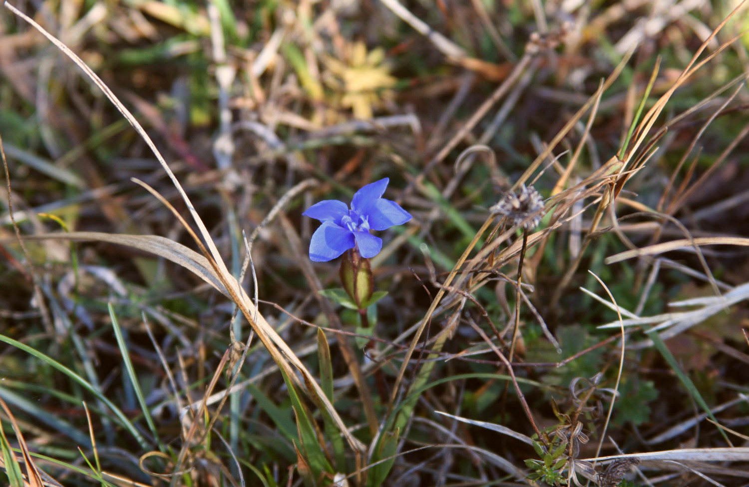 Dernière gentiane dans le Vallon de Combau