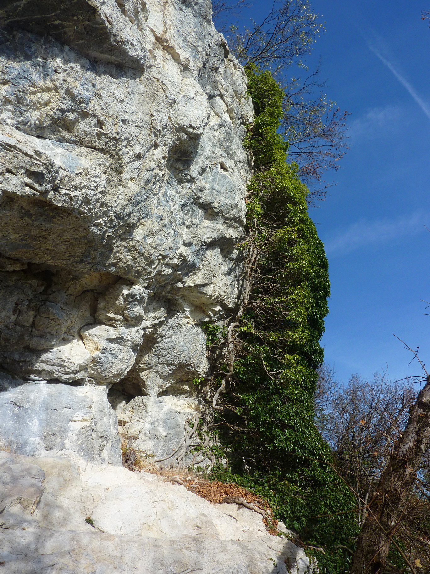 Ligne de front entre l'ECI et les monstroplantes