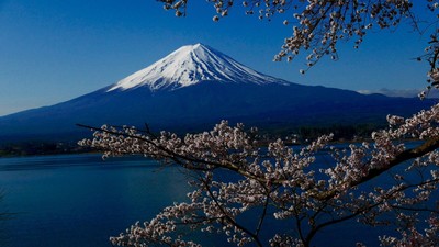 Fuji et cerisiers en fleurs (kawaguchiko - Japon - avril 2016). Fuji et cerisiers en fleurs (kawaguchiko - Japon - avril 2016).