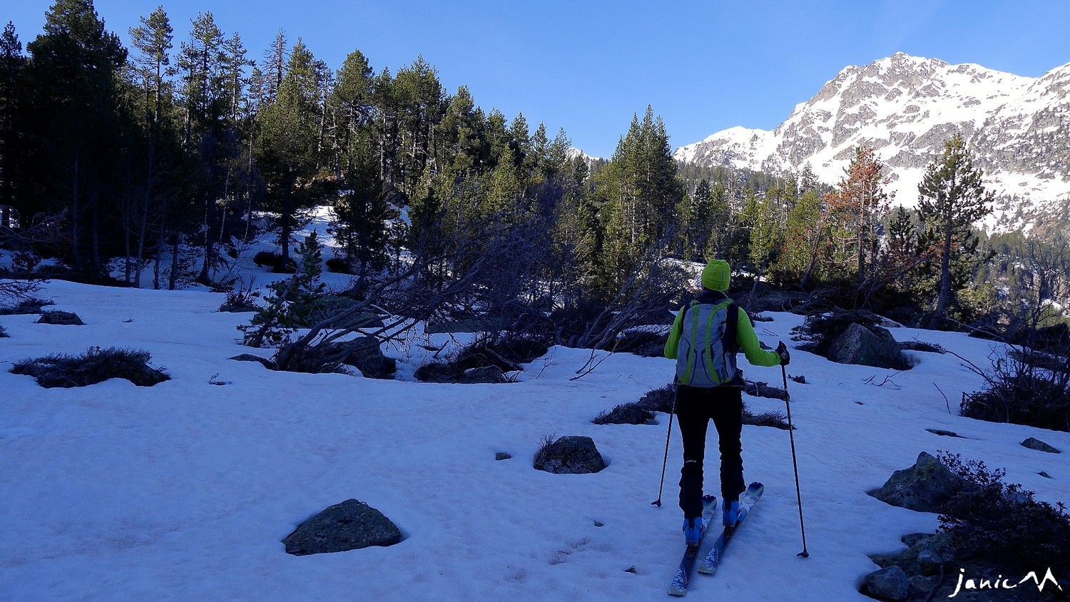 Replat dans la sapinière