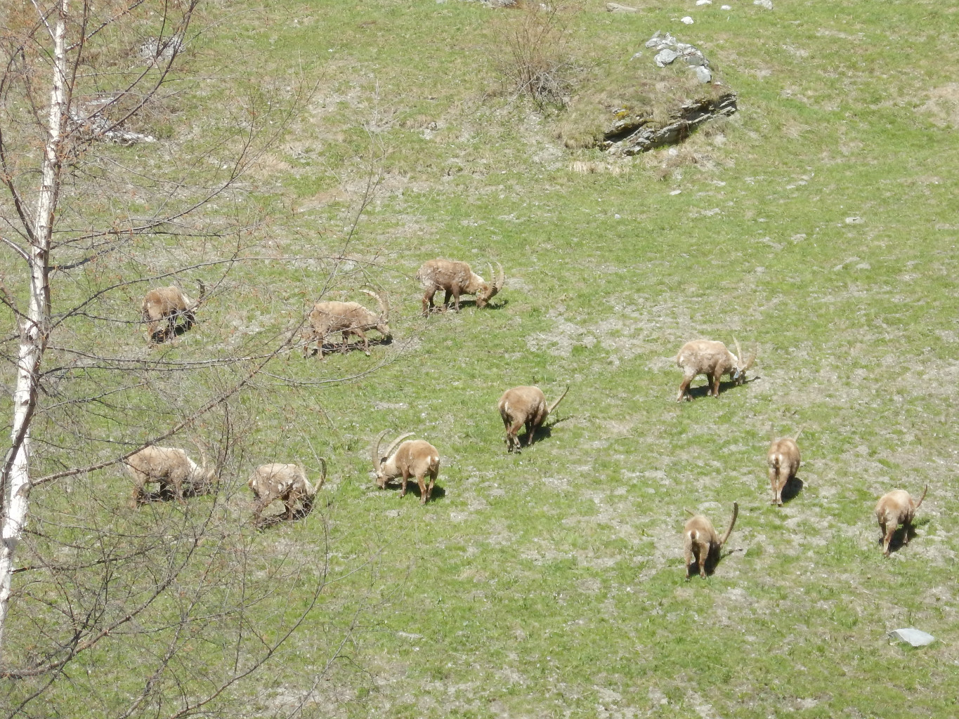 Bouquetins de la vanoise