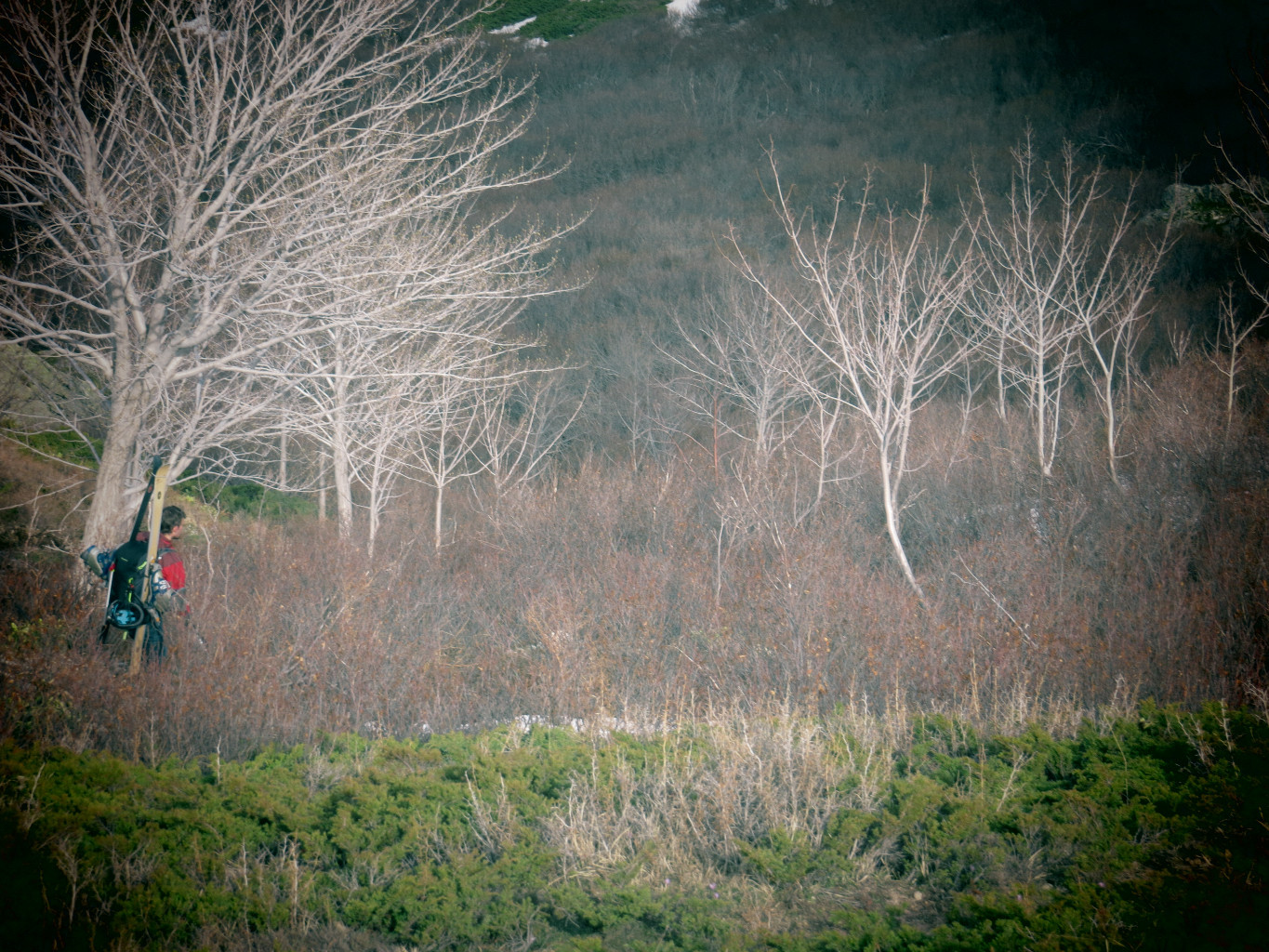Descente dans les aulnes et érables