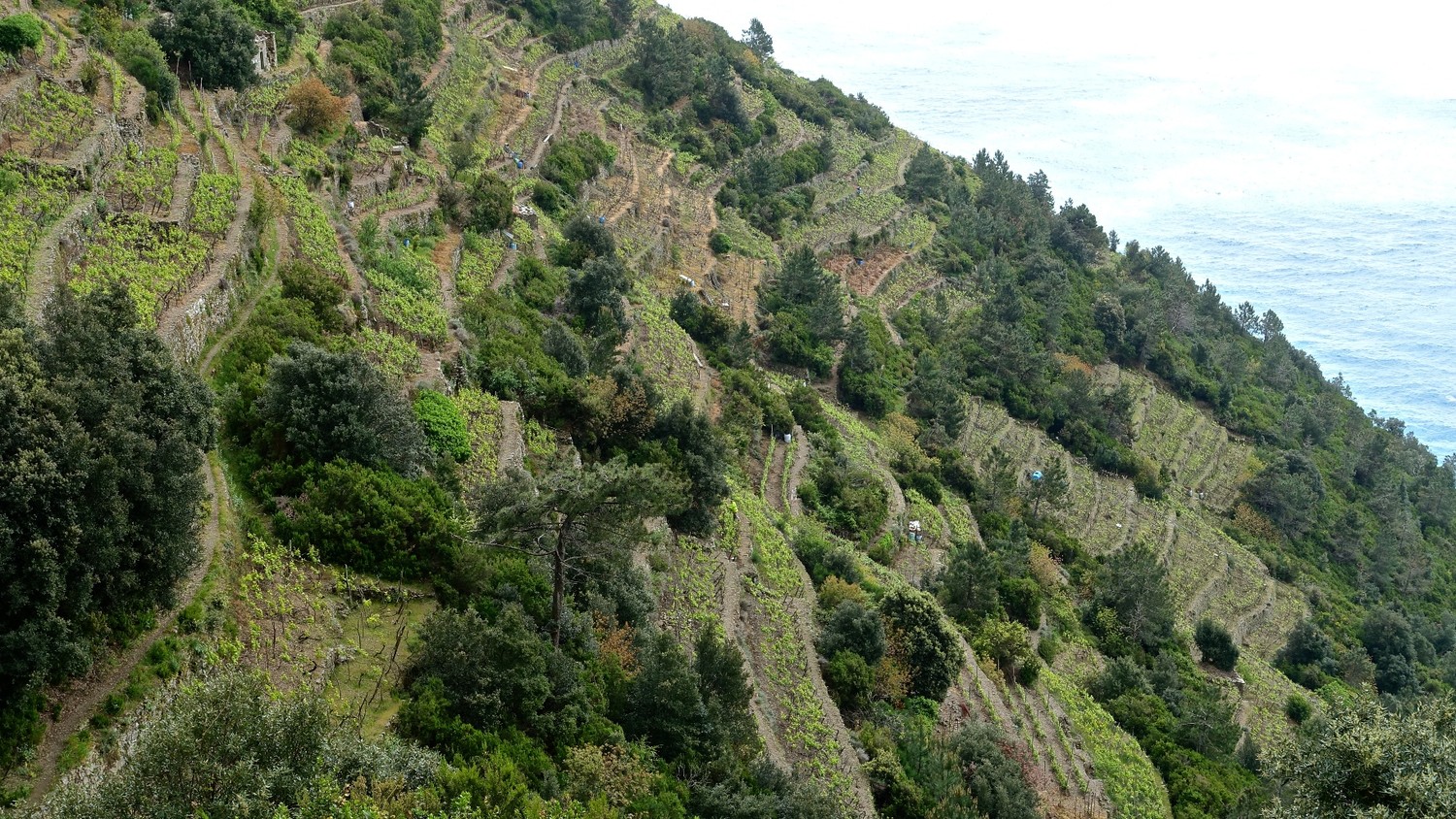 Cherchez le chemin dans les vignes