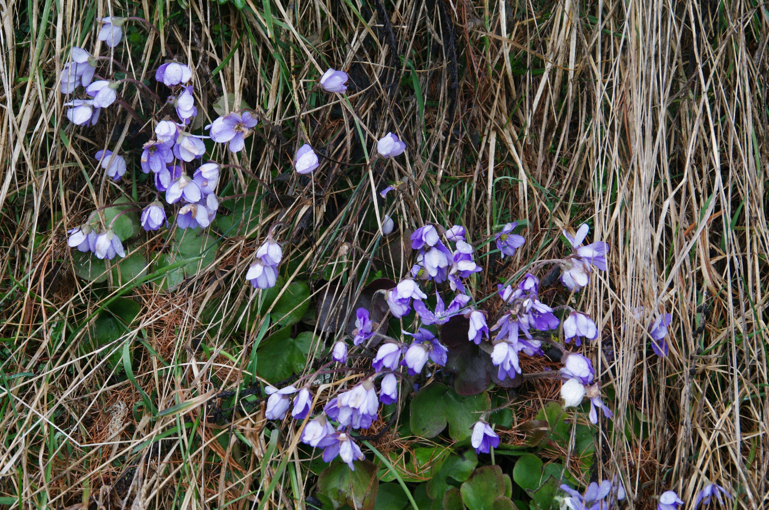La touche florale printannière