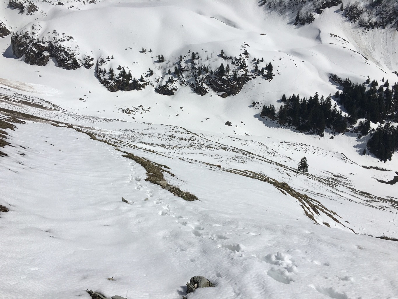 Montee dans flanc S de la Dent d'Oche