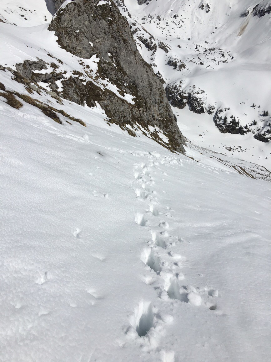 Montée dans flanc S de la Dent d'Oche
