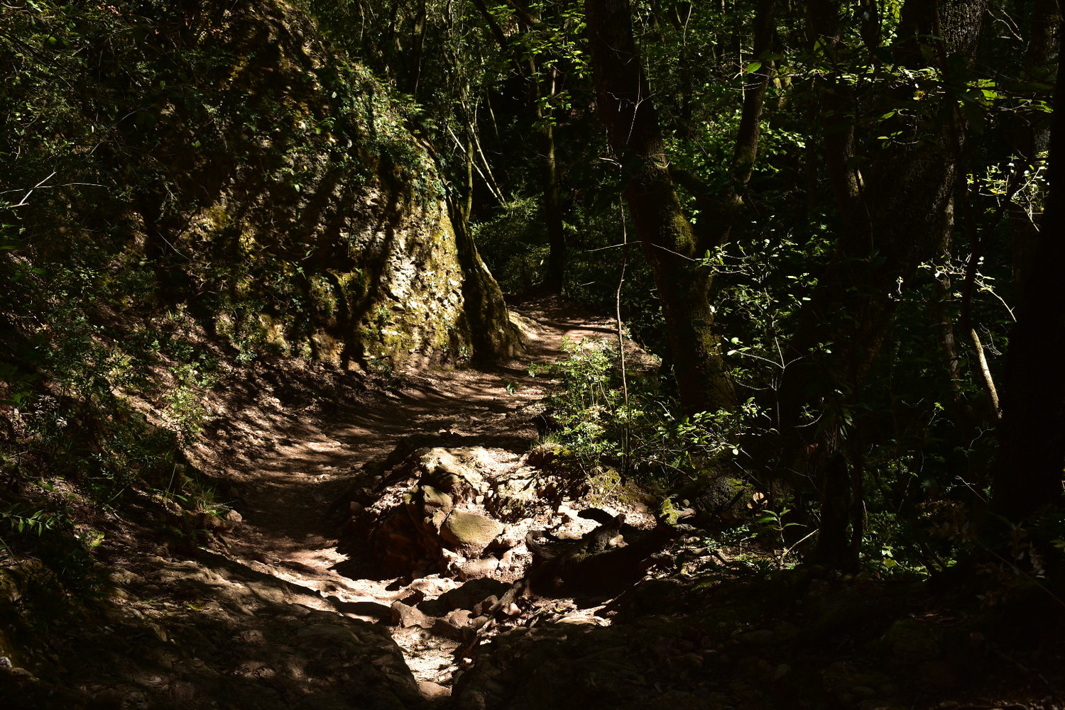 Tornada pel Camí Vell de Sant Jeroni