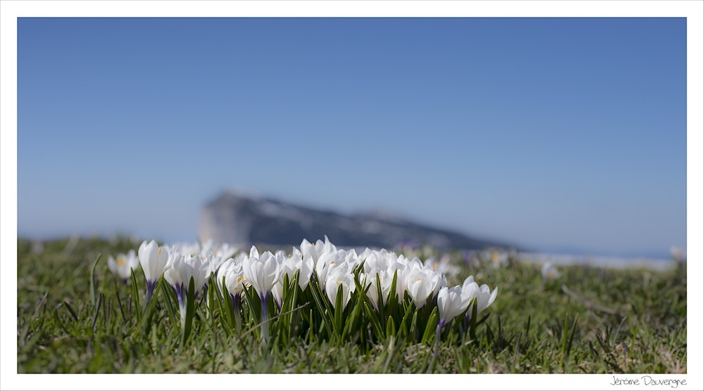 Crocus sous fond de Granier