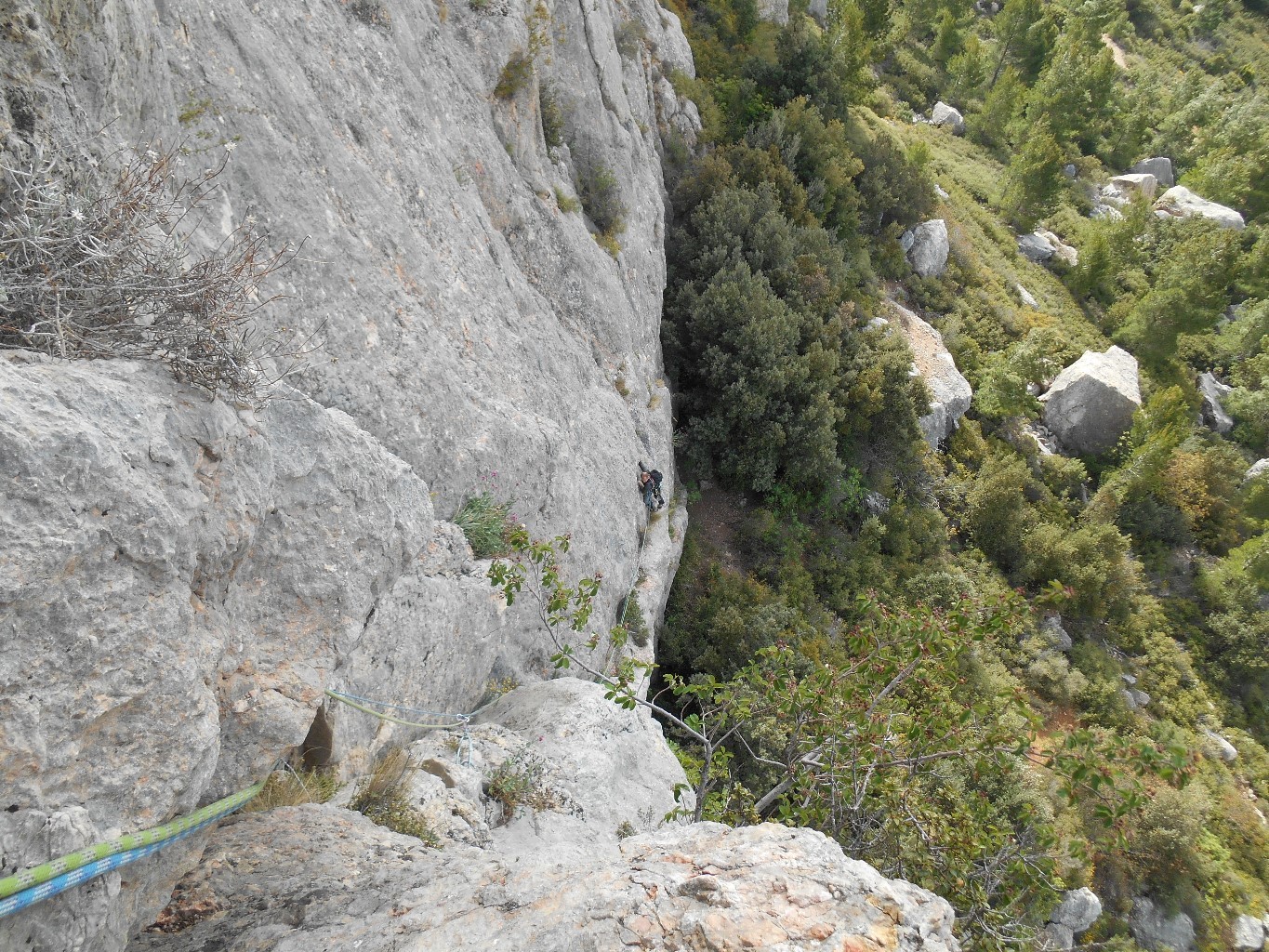 dans lézard rouge L1
