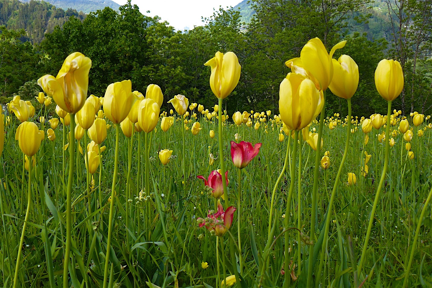 Tulipe originale, unique à Grengiols.