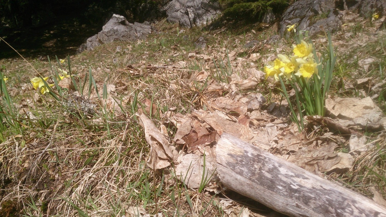 Jonquilles