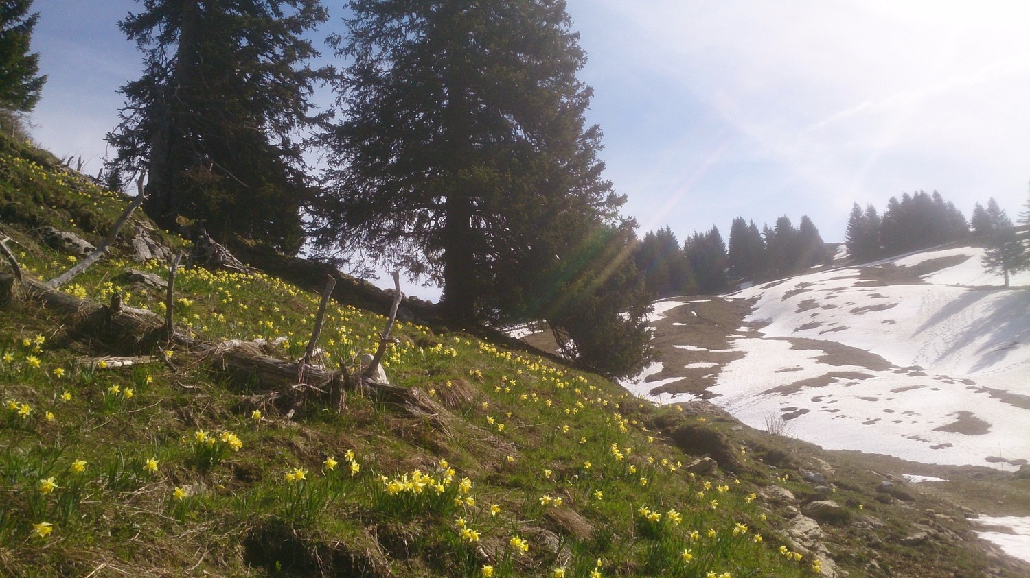 printemps