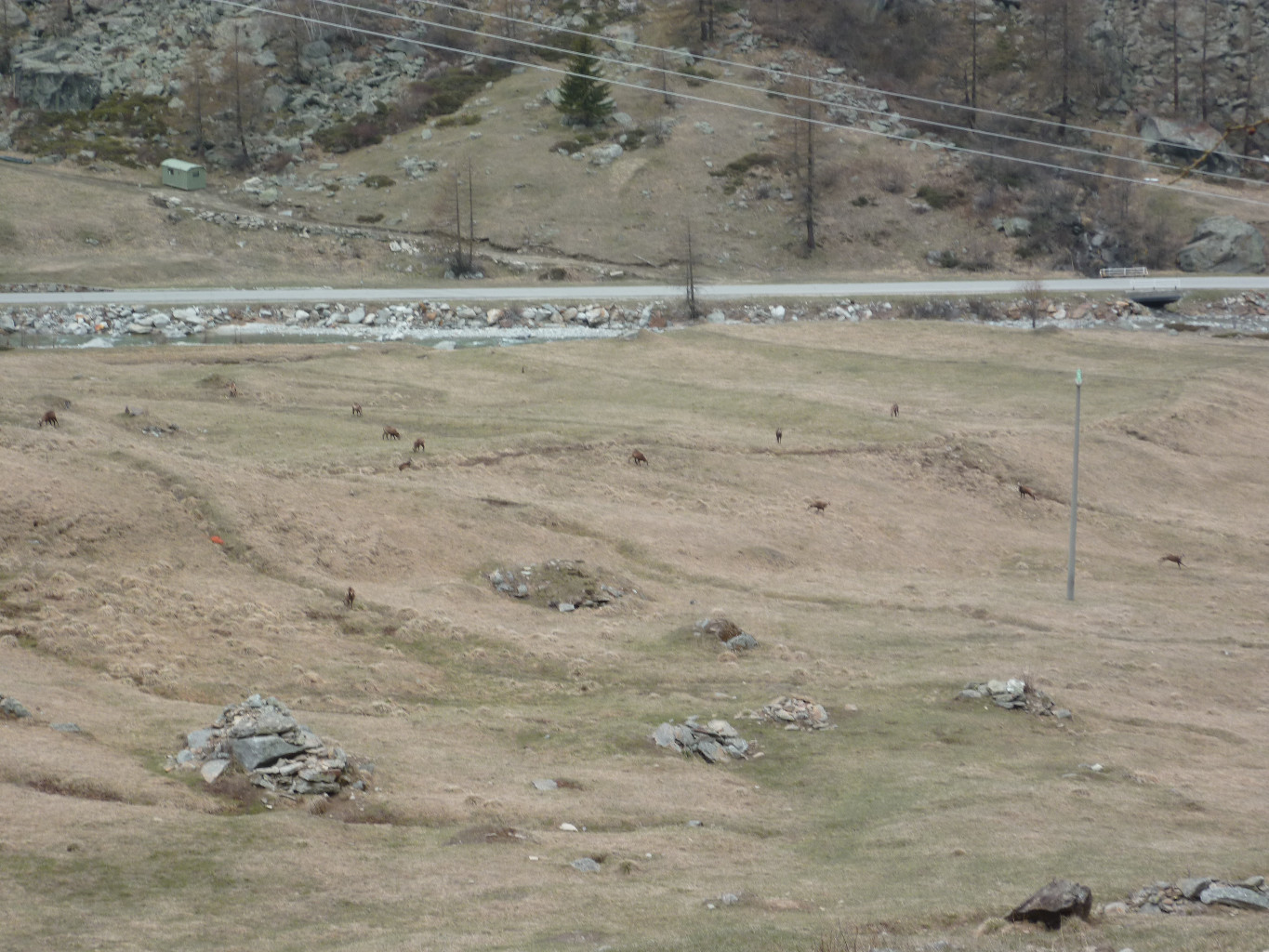En Normandie, il y a des vaches dans les prés, ici c'est de chamois.
