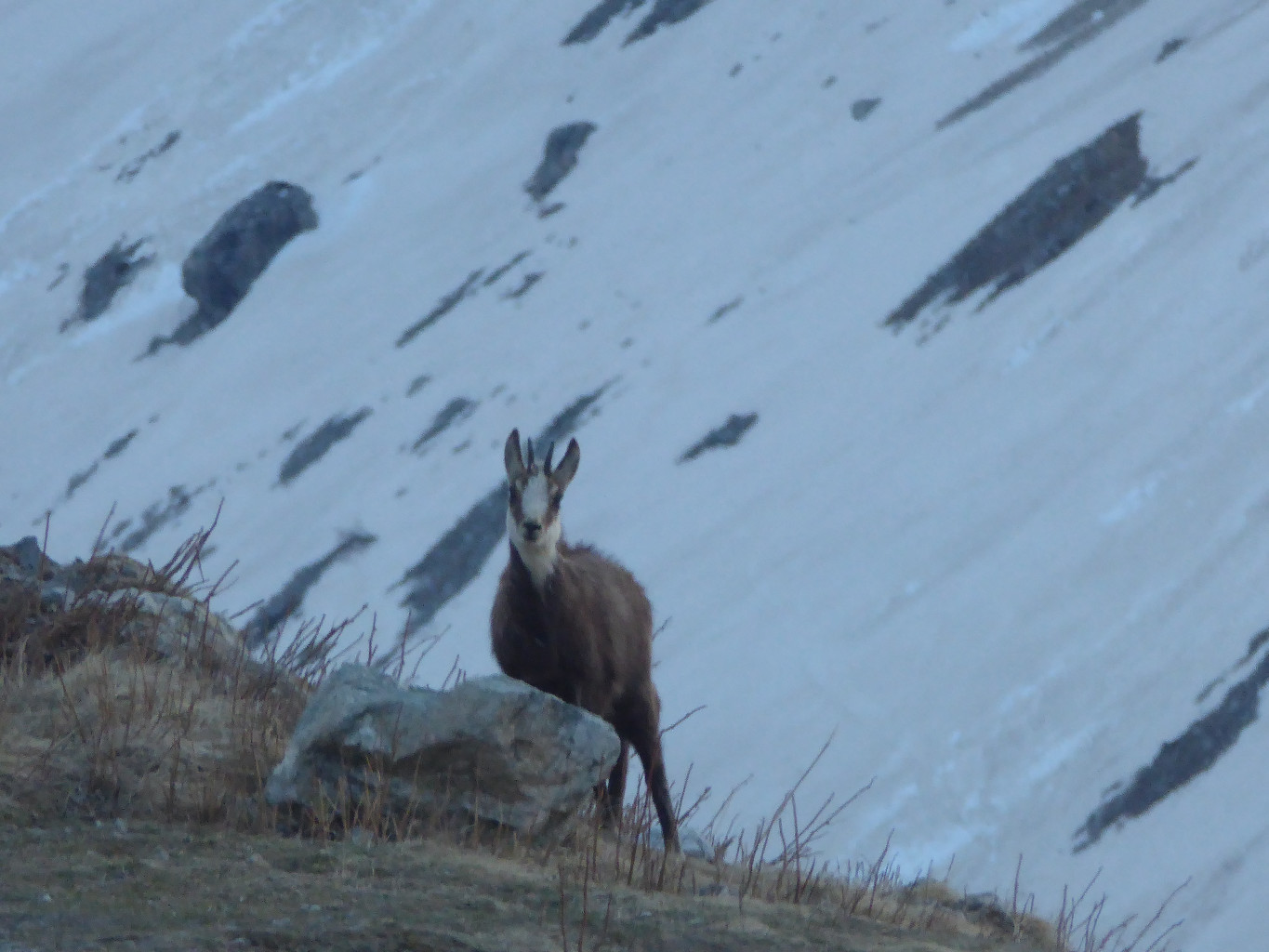 Le chamois qui nous attend devant le refuge au retour